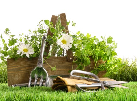 Pruning shrubs and hedges during garden maintenance in Bethnal Green