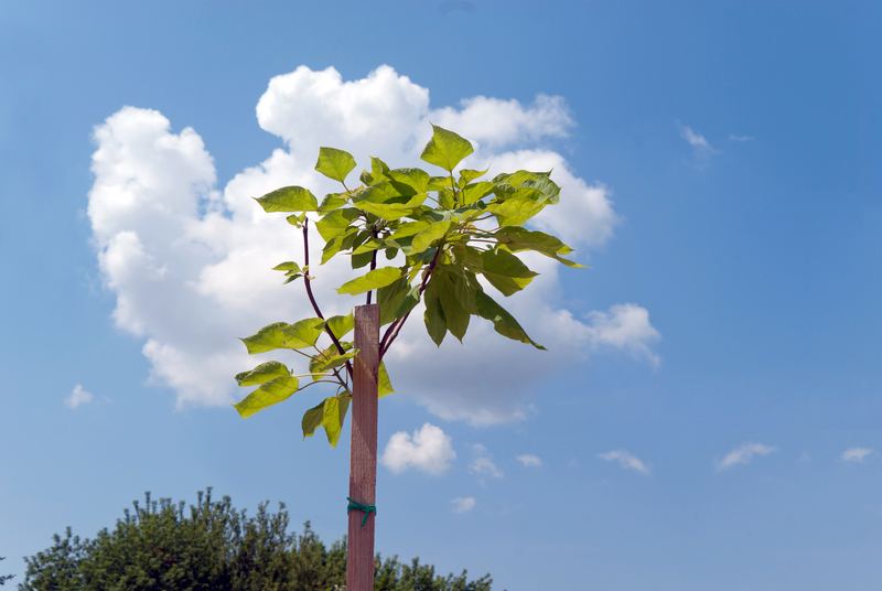 lawn care garden design