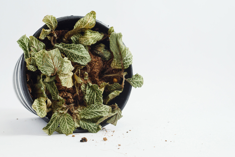 lawn care garden design